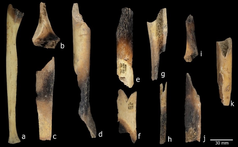 ślady obróbki cieplnej kości znalezionych w jaskini El Mirador /Materiały prasowe