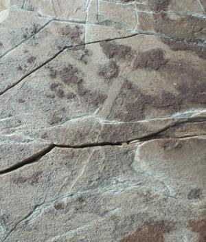 Ślady, pozostawione przez tajemnicze zwierzę sprzed 565 milionów lat. &nbsp; /Fot. Oxford University