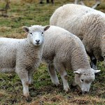 Śląsk: Hodowca ze Szczyrku odpowie za zagłodzenie 53 owiec