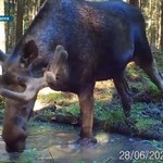Śląsk łosiami stoi. Pod pewnym względem jest ich więcej niż na Alasce