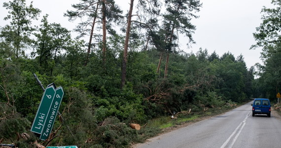 Śląsk: Trąba powietrzna zniszczyła las - Wiadomości pogodowe