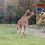 Śląskie zoo ma nową lokatorkę. W Polsce urodziła się kolejna żyrafa