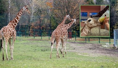 Śląskie zoo ma nową lokatorkę. W Polsce urodziła się kolejna żyrafa