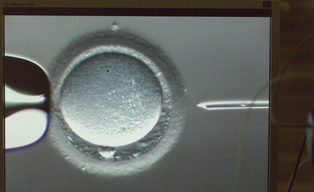 SLD obiecuje walkę o finansowanie in vitro. "Będziemy je wprowadzali wszelkimi metodami"