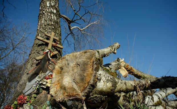 Śledczy chcą opinii ws. metalu ze smoleńskiej brzozy