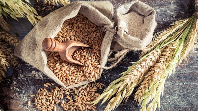 Śledztwa ws. oszustw na zbożu. Pierwsze postępowanie trafiło do specjalnego zespołu