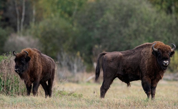 ​Śledztwo w sprawie żubra pozbawionego głowy. Były polowania: indywidualne i zbiorowe