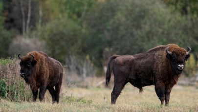 ​Śledztwo w sprawie żubra pozbawionego głowy. Były polowania: indywidualne i zbiorowe