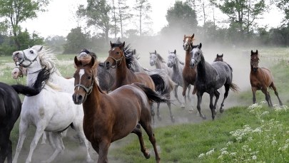 Śledztwo ws. rzekomej niegospodarności w Janowie Podlaskim przedłużone