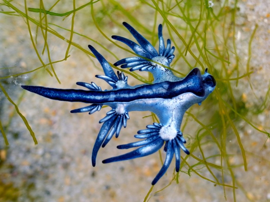 Ślimak morski Glaucus atlanticus, znany jako „niebieski smok” /Shutterstock