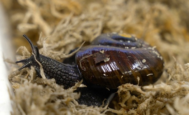 Ślimak składa jajo przez szyję. Pierwsze takie nagranie