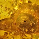 Ślimak uwięziony w bursztynie sprzed 99 milionów lat
