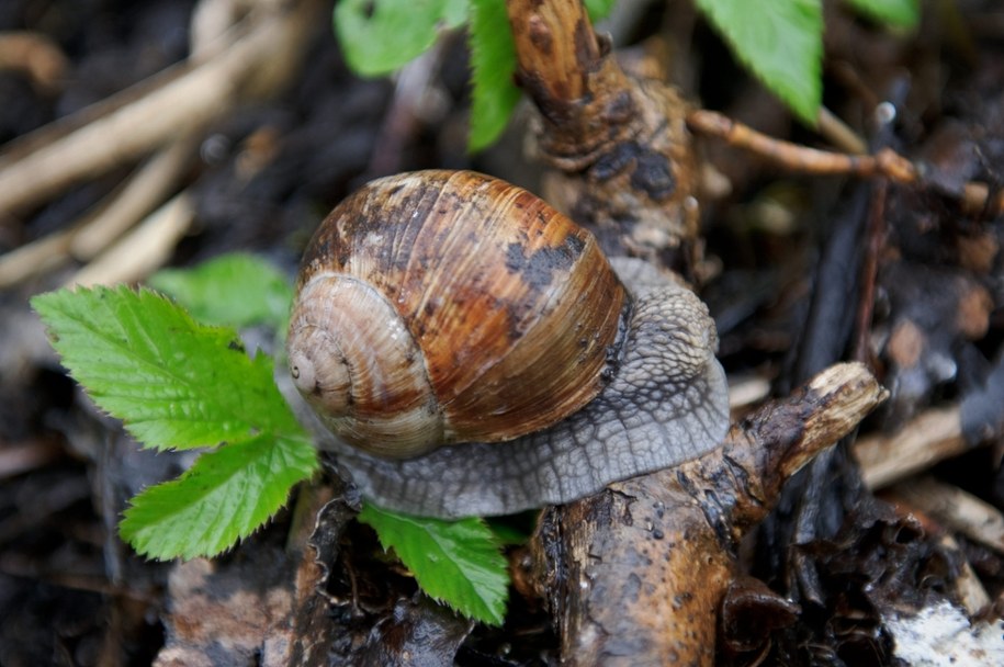 Ślimak winniczek /Wojciech Pacewicz /PAP
