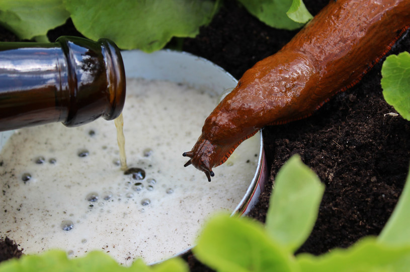 Ślimaki uwielbiają zapach piwa, które skutecznie zwabi je do naszej pułapki /123RF/PICSEL