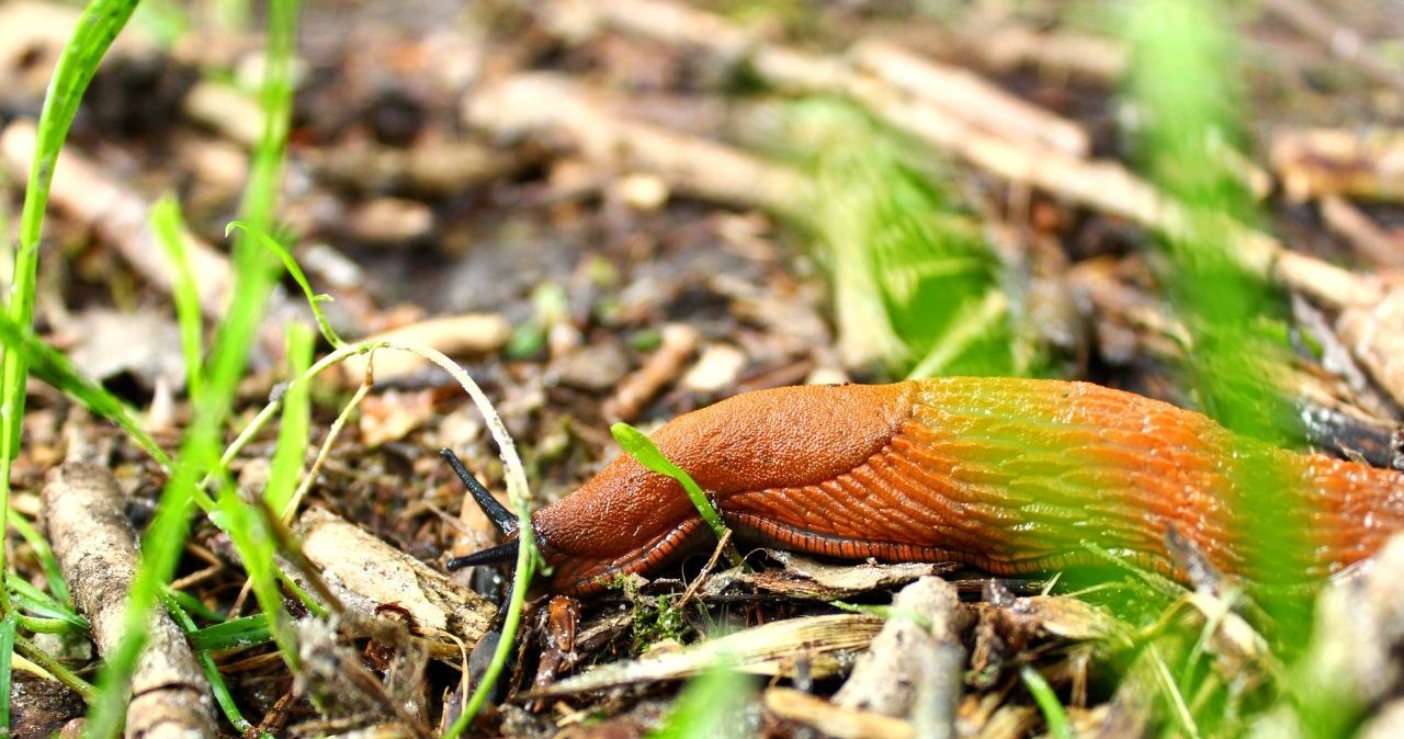 Ślimaki w ogrodzie to częsty problem ogrodników /Canva Pro