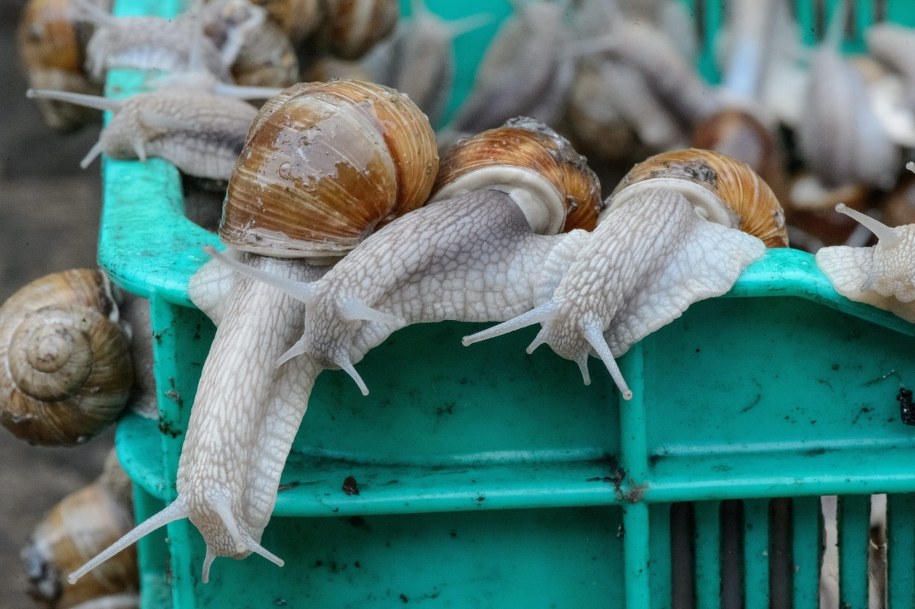 Ślimaki winniczki /Wojciech Pacewicz /PAP