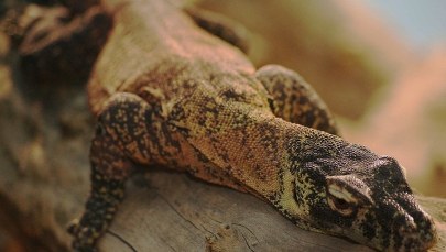 Ślina wielkich jaszczurek lepsza od morfiny