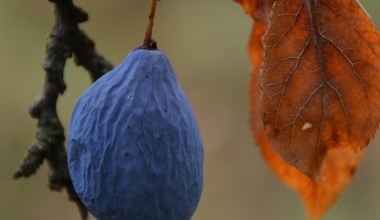 Слива з легендарною історією. Вона має неповторний смак та корисна для здоров'я