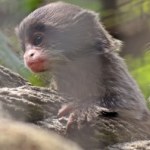 Słodka małpka nową lokatorką gdańskiego zoo