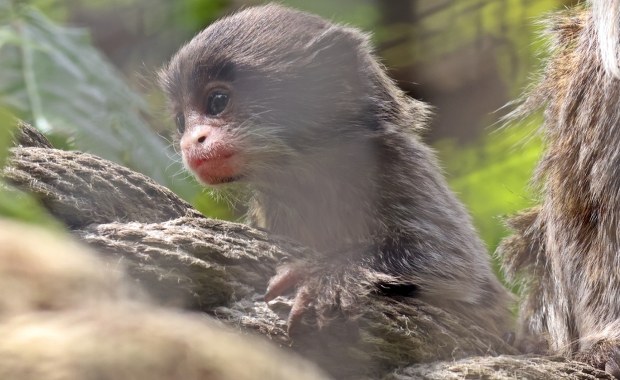 Słodka małpka nową lokatorką gdańskiego zoo