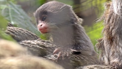 Słodka małpka nową lokatorką gdańskiego zoo