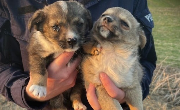 Słodkie szczeniaczki uratowane. Ktoś porzucił je przy peronie 