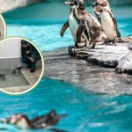 "Słodkość level master" - pisze polskie zoo. Ptaki rozbiły system reakcją
