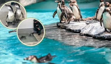 "Słodkość level master" - pisze polskie zoo. Ptaki rozbiły system reakcją