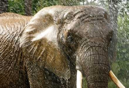 Słoń afrykański stał się dowodem na niedociągnięcia Wikipedii. /AFP