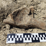 Słoń czy mamut? Sensacja w Polsce