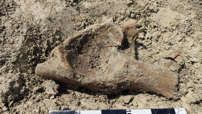 Słoń czy mamut? Sensacja w Polsce