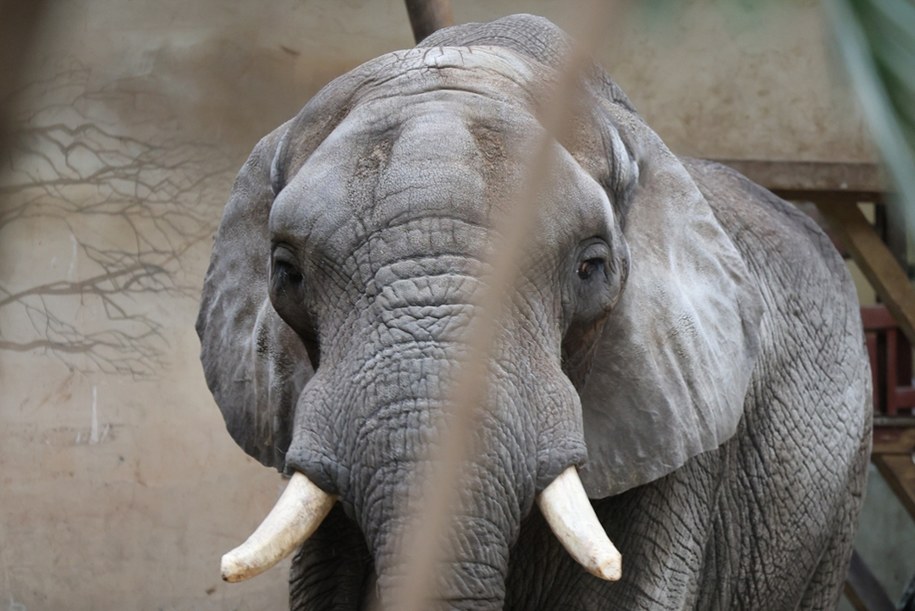 Słoń Leon z warszawskiego zoo /Paweł Supernak /PAP