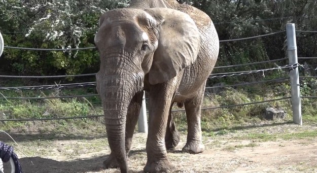 Słoń Ninio /Zoo w Poznaniu /