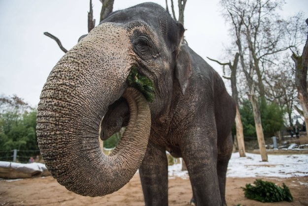 Słoń poturbował opiekuna w zoo. 37-latek zmarł