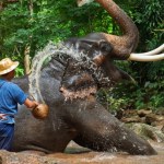 Słoń stratował turystę na oczach żony. Zabił już trzecią osobę