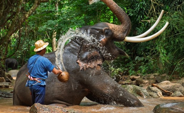 Słoń stratował turystę na oczach żony. Zabił już trzecią osobę