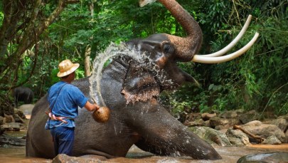Słoń stratował turystę na oczach żony. Zabił już trzecią osobę
