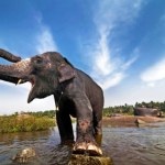 Słoń terroryzuje wioski w Indiach. Wiele ofiar, wśród nich dzieci