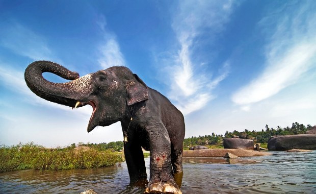 Słoń terroryzuje wioski w Indiach. Wiele ofiar, wśród nich dzieci