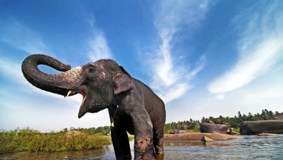 Słoń terroryzuje wioski w Indiach. Wiele ofiar, wśród nich dzieci