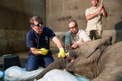 Słoń u dentysty. Lekarze usunęli mu złamanego kła