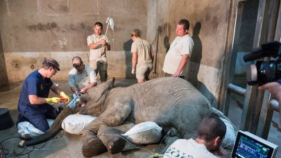 Słoń u dentysty. Lekarze usunęli mu złamanego kła