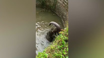 Słoń uratowany! Utknął w ogromnej studni