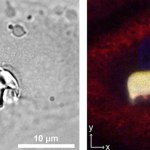 Druk 3D Słoń w ludzkiej komórce. Przełomowa metoda druku wewnątrz żywych organizmów