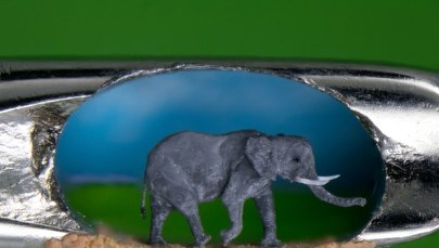 Słoń w uchu od igły? To możliwe