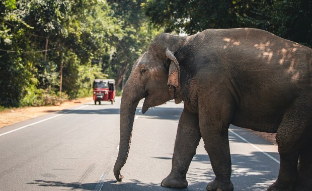 Słoń zabił kłem turystę w Indiach 