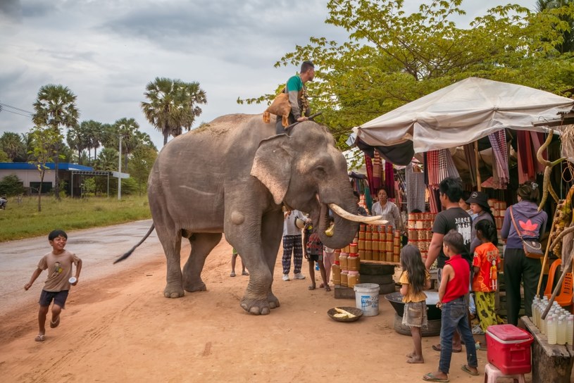Słoń ze swoim mahutem w Kambodży /Andy Soloman /Getty Images