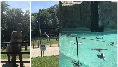 Słoń, żyrafy, a może pingwiny? Które ze zwierząt powinno typować mundialowe wyniki?