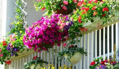 Słońce czy cień. Jakie kwiaty wybrać na balkon?