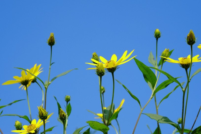 Słonecznik bulwiasty to zarówno roślina jadalna, jak i ozdobna /123RF/PICSEL
